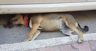 Antalya'da Dehşet! Vahşice Öldürüldüler!