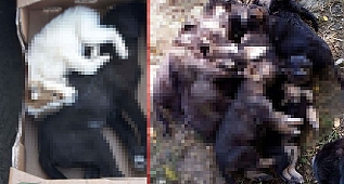 İstanbul'dan Korkunç Görüntüler!