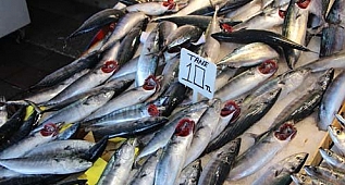 Samsun'da Palamut Patlaması Yaşanıyor