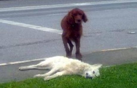 Ölen Arkadaşının Başından Ayrılmadı