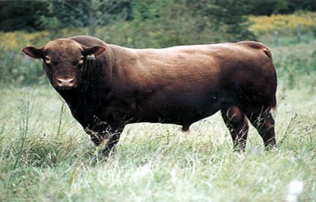 Anguslar Firarda