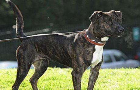 Havlayan Köpeğin Sahibine Öldüresiye Dayak