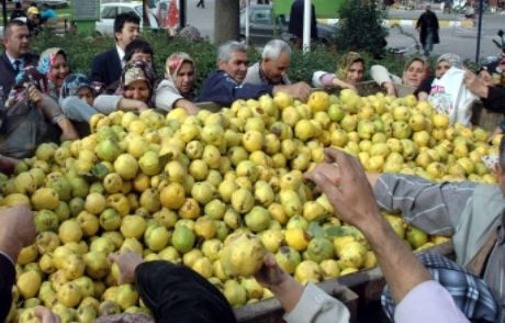 Bu Da Bedava Ayva İzdihamı