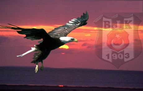 Kara Kartal Tunceli Semalarında