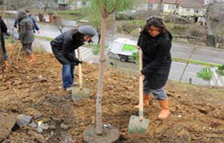 Beykoz’da 300 Fıstık Çamı Dikildi