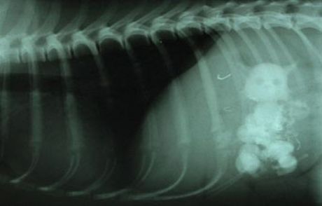 Köpek 5 Kediyi Yutunca...