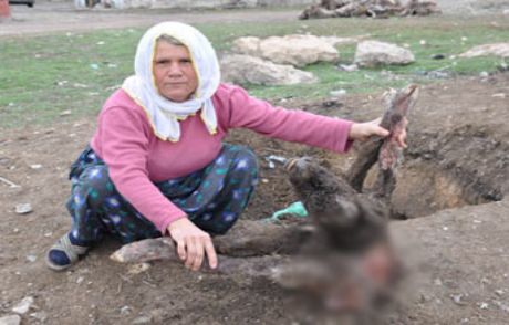 Ayakları Başında Buzağı!