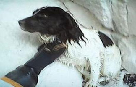 Uçurumdan Düşen Köpeğin Mucize Kurtuluşu