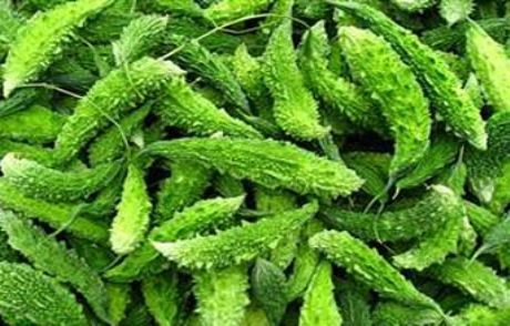 Kansere Karşı Acı Kavun Hamlesi