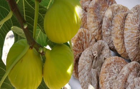 Bizim Lezzet Hücreleri Yeniliyor