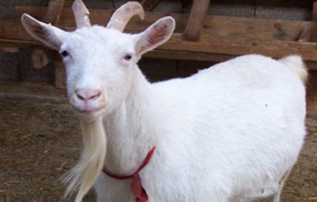 Keçi Tüfekle 2 Çobanı Yaraladı