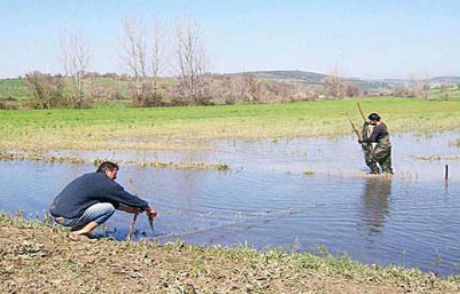 Buğday Ektikleri Tarlada Sazan Biçiyorlar!