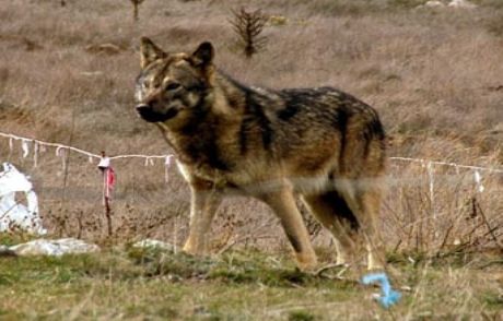 Türk Kurt Köpeği Irkı Geliştirildi