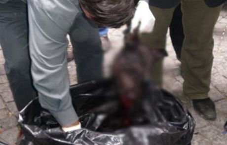 İstanbul'da Köpek Eti Bulundu