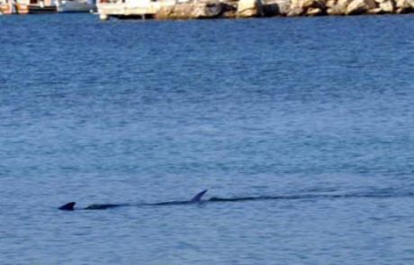 Datça Plajı'nı Köpekbalıkları Bastı