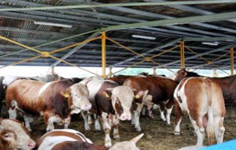 İthal Danalara Talep Patladı