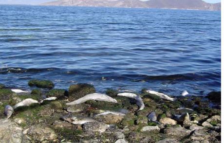Suğla Kanalı'nda Toplu Balık Ölümü