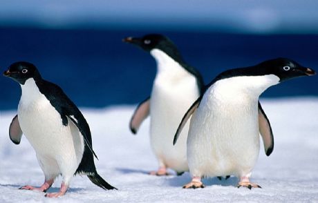 Soğuk Havadan 600 Penguen Öldü