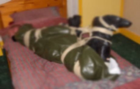 Aşçıyı Domuz Bağı İle Öldürdüler