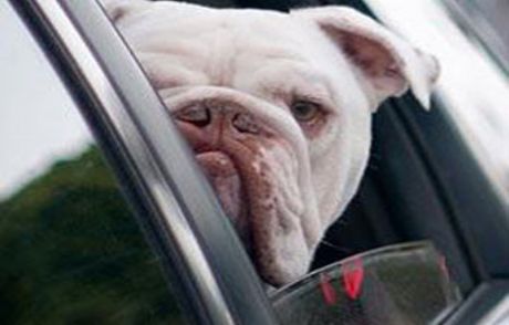 Köpeğinin Kullandığı Aracın Altında Kaldı