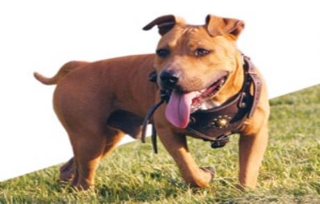 Pitbull'ların Toplatılma Kararına Tepki
