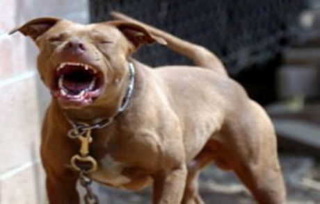 Pitbull'ları Mayınlı Araziye Salalım
