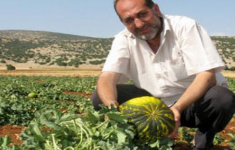 Kavun Üreticilerinin Yüzü Gülüyor