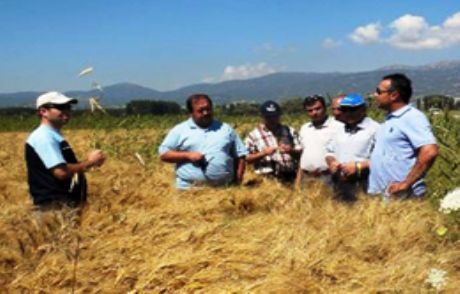 Gölhisar Makarnalık Buğday Üretecek