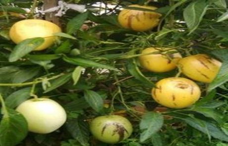 Pepino İlk Hasadını Verdi
