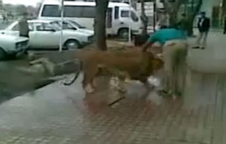 Sokak Ortasında Aslan Yıkadı!