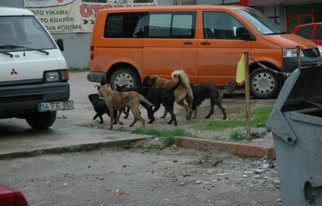 Başıboş Köpekler Sokakları İstila Etti