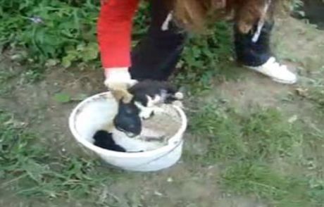 Köpek Yavrularını Nehre Atan Cani Bulundu