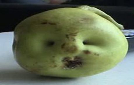 Bebek Yüzlü Armut Şaşırttı