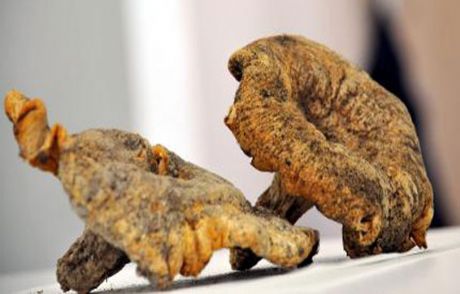 Kanser Ve Alzheimer'a Yeni Umut