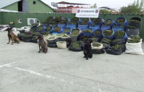 Diyarbakır'da Büyük Vurgun
