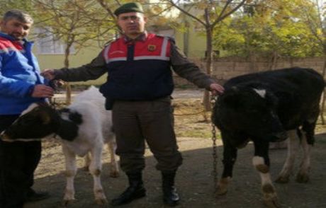 Jandarma İnekleri Bulup Sahibine Teslim Etti