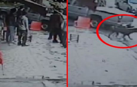 Gençlerin Kavgasına 'rottweiler'li Müdahale