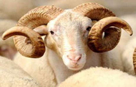 İstanbullu Belediyeler Kurban'a Hazır