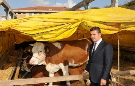 Şişli’de İthal Hayvan Denetimi