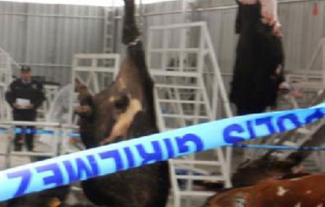 Kurban Kesim Alanında Facia: 1 Ölü