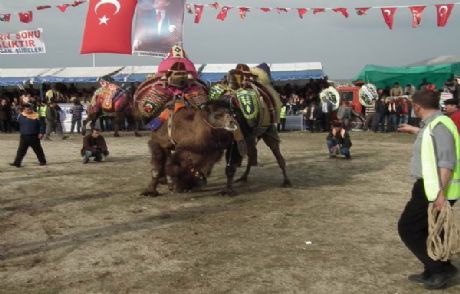 Eğitim Ve Spor Yararına Deve Güreştirildi