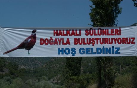 Erbaa'da Sülünler Doğayla Buluştu