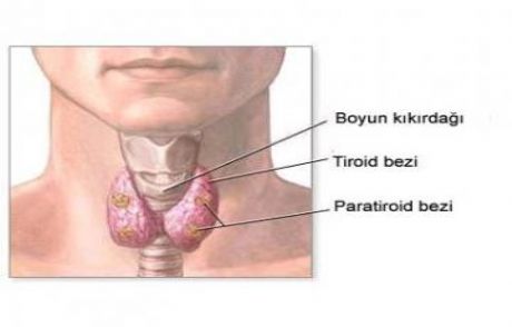 Tiroid Kanseri Yine Gündemde!
