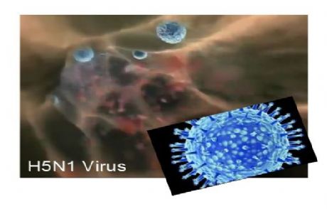 Abd'nin Yeni Biyolojik Silahı: H5n1