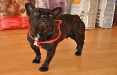 Türkiye'de İlk Kez Bir Köpek Haczedildi