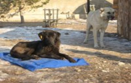 Sokak Köpeklerine Battaniyeli Koruma