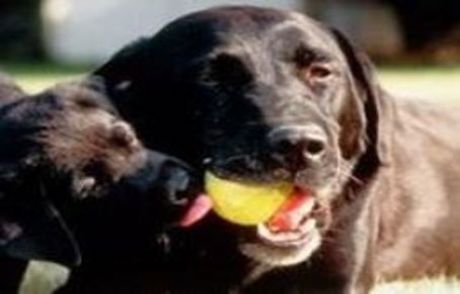 Kansere Köpek Burnuyla Teşhis