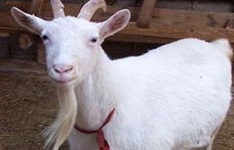 Bir Keçiye 54 Bin Dolar Verdiler
