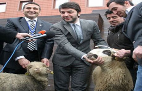 Nihat Doğan Türk Koyununun Alnından Öptü!