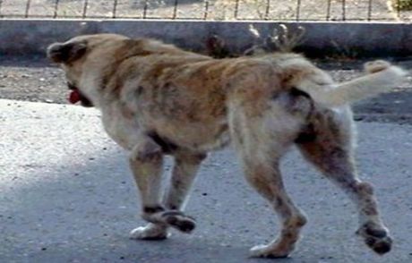 Köpek Dehşeti!